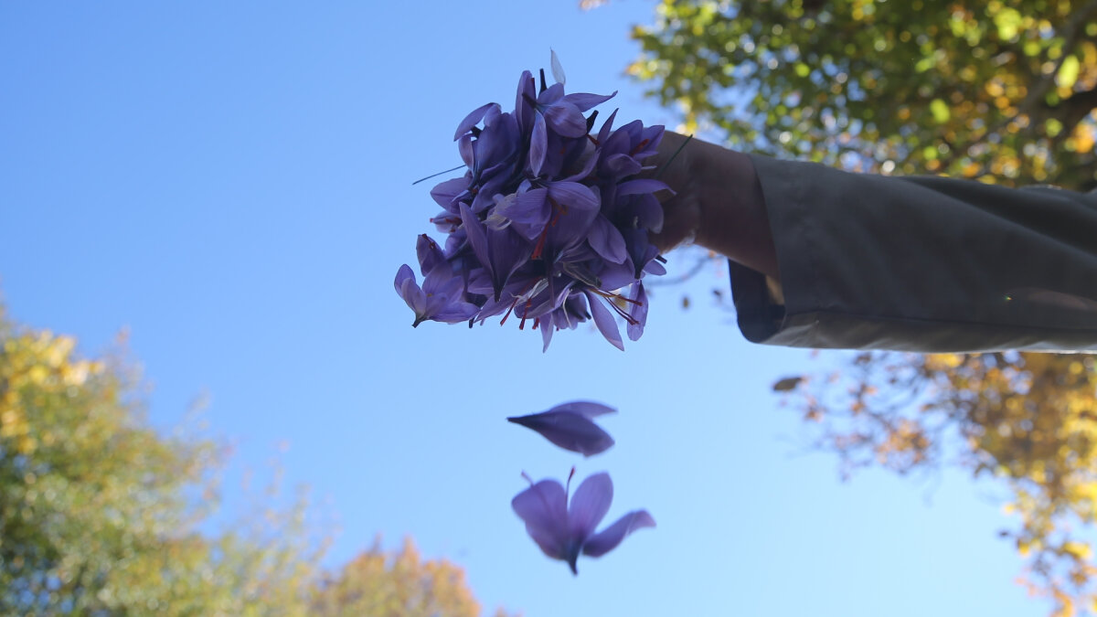 Servet değerindeki safranın kilosu ile ortalama bir ev alınabileceği ifade edilirken, üreticiler mahsullerini korumak için gece gündüz nöbet tutmaya devam ediyor.