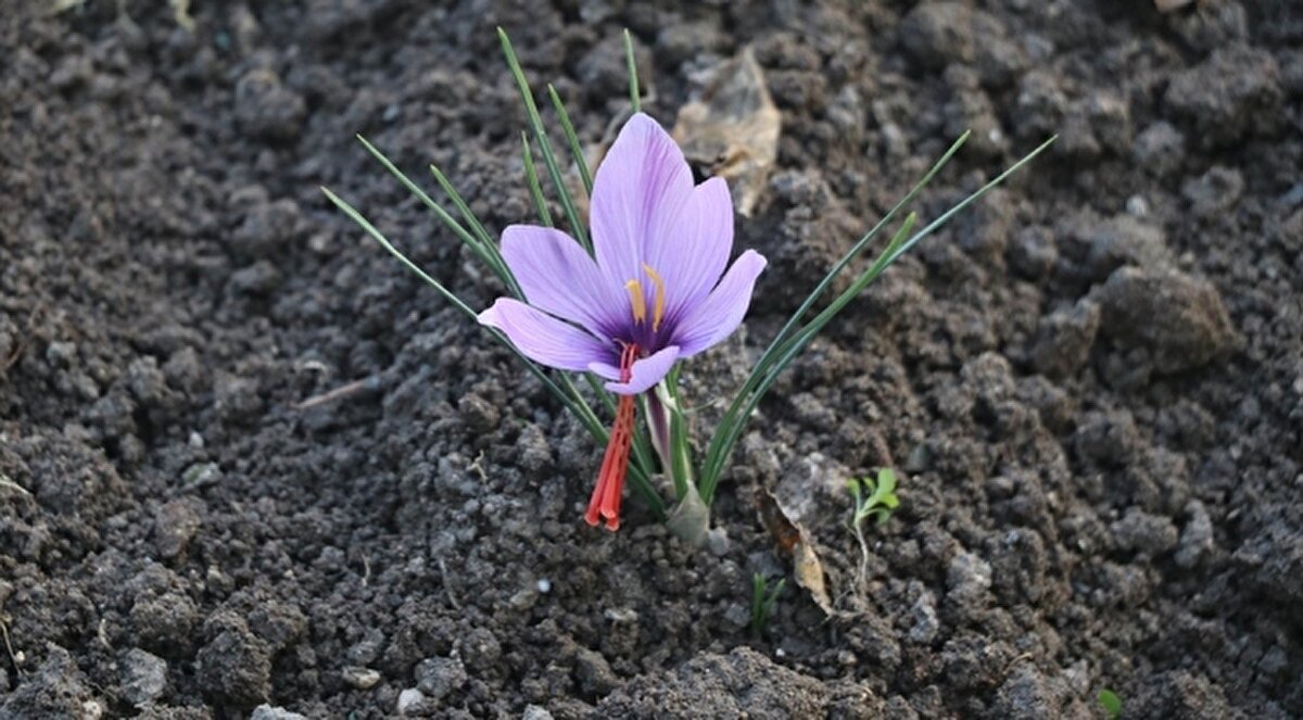 Jandarma nöbet tutuyor<br><br>Sözcü'nün haberine göre, bu yıl verimin artmasıyla birlikte kilogram fiyatı 600 bin liraya kadar çıkan safran, üreticisine büyük kazanç sağladı. Ancak yüksek değeri nedeniyle tarlalarda güvenlik önlemleri artırıldı. Jandarma ekipleri, tarlalarda gece gündüz devriye gezerken, bazı bölgelerde gece görüşlü kameralarla 24 saat izleme yapılıyor.