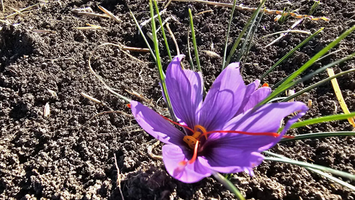 "bu sene 25 kilo verim aldık"<br><br>Çorum Valisi Ali Çalgan, üreticileri ziyaret ederek safran üretiminin bölge ekonomisi için büyük önem taşıdığını belirtti. Çiftçiler ise “Bu yıl bereketli geçti. Bir tarladan 25 kilograma kadar ürün topladık. Elde edilen mahsulün çoğu yurt dışına gidiyor.” sözleriyle memnuniyetlerini dile getirdi.