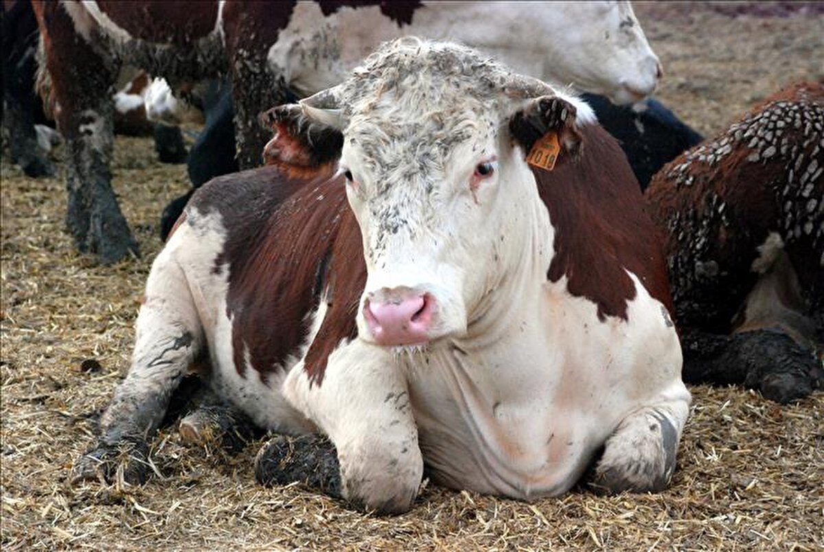 Bolu’da geçtiğimiz ay ’deli dana’ hastalığı teşhisi konulan kadının tedavisi sürerken, 20 yıllık veteriner hekim Ayhan Güneş hastalıka ilgili önemli uyarılarda bulundu. Deli dananın genellikle insanlara sakatattan bulaştığını belirten Güneş, semptomlar ortaya çıktığında "iş işten geçmiş olduğunu" ve hastalığın tedavisinin mümkün olmadığını söyledi. Güneş, "İnsanda 6-12 ay içerisinde ölüm görülür" diyerek, kaçak kesim etlerden uzak durulması ve etlerin iyi pişirilmesi konusunda uyardı.<br>