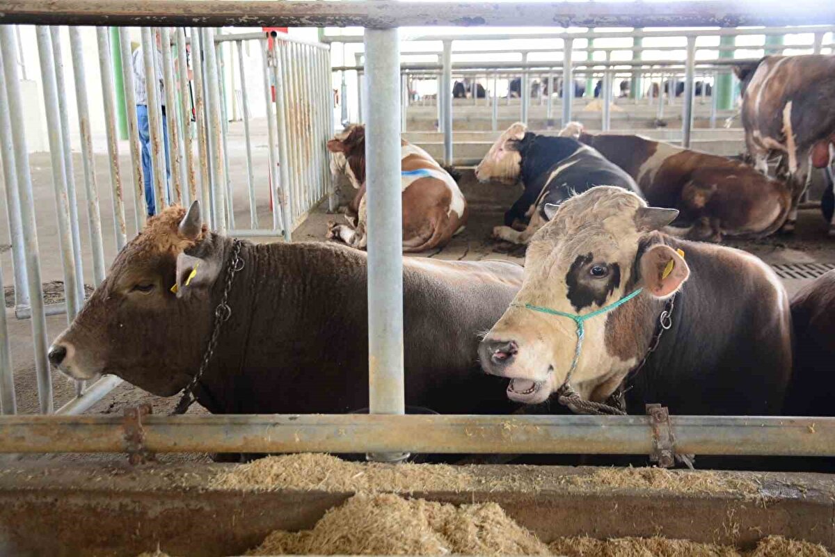 "Yavaş yavaş nörolojik olarak ilerliyor"<br><br>20 yıllık veteriner hekim Ayhan Güneş, İHA’ya deli dana hastalığına ilişkin açıklamalarda bulundu. Deli dana hastalığının hayvanlarda oluş biçimini anlatan Ayhan Güneş, "Ergin sığırların santral sinir sisteminde etkili olan yavaş seyirli, ilerleyici, nörolojik bir hastalıktır. Daha çok bu hastalık, virüslerle ve bakterilerle bulaşmaz. Prion adı verilen protein moleküllerinin bazı vücut dokularında birikmesiyle oluşur. Bu moleküller beyin ve santral sinir sitemlerine yerleşir. Daha çok hayvanlar da etkilidir" dedi.