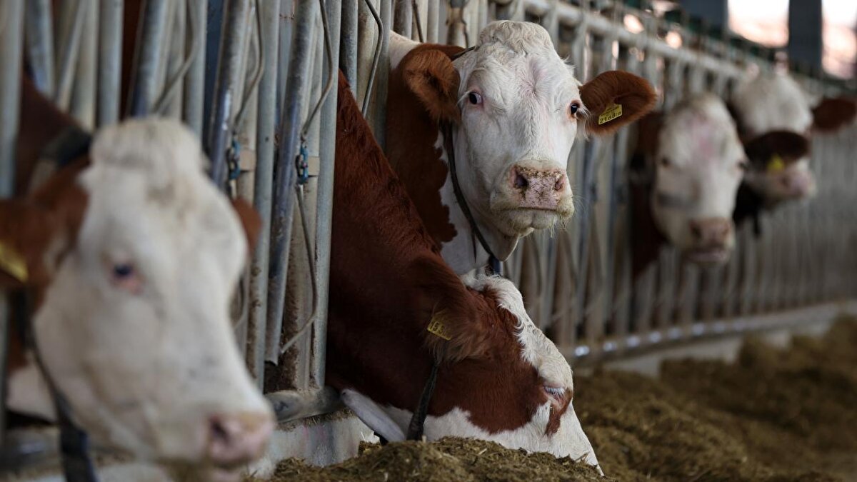 Tüketilen etlere dikkat!<br><br>Vatandaşlara uyarılarda bulunan Güneş, "O vakadan yola çıkarak, Bolu’daki hayvanlarda veya Türkiye’deki hayvanlarda deli dana hastalığı da olduğu söylenemez. Vatandaşın hastalığında kesin bir sonuç var mıdır? Onu da bilemeyeceğim. Özellikle insanlar et tüketiminde dikkatli olmalılar. Kaçak kesim yapılan yerlerden et almamalılar. Özellikle mezbahanelerde kesilen hayvanların etlerini tüketmeliler. Hiç bilmiyorsak eti iyi pişirmek lazım" şeklinde konuştu.