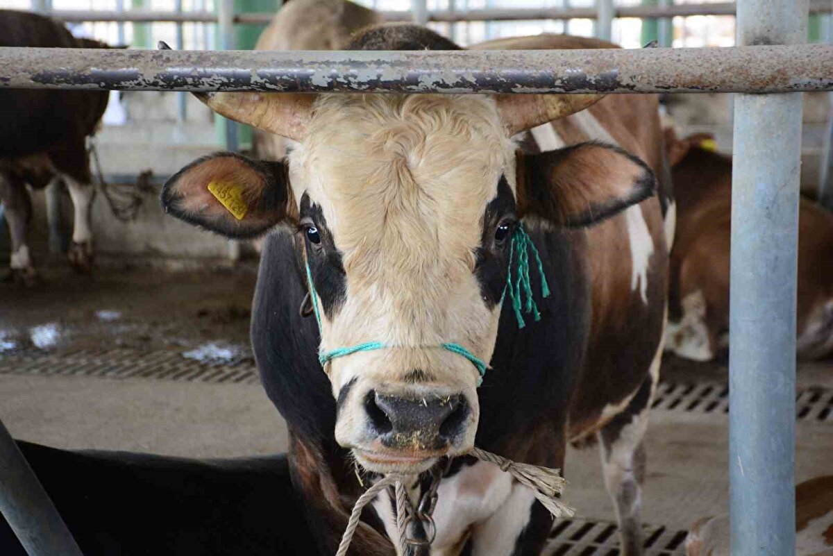 Nasıl korunulur? Neyden uzak durulmalı?<br><br>Hastalığın insanlara bulaşma yollarına değinen Güneş, şöyle konuştu:<br>"İnsanların, enfekte hayvan etlerini yemesi, kontamine yemlerle direkt temasta bulunması, hayvan sakatatlarının direkt tüketilmesiyle bu hastalık bulaşabilir. Hastalığı olan hayvanın sakatatı tüketilmemeli. Yüksek ateşte kavrulursa bu bulaşma daha aza inebilir."