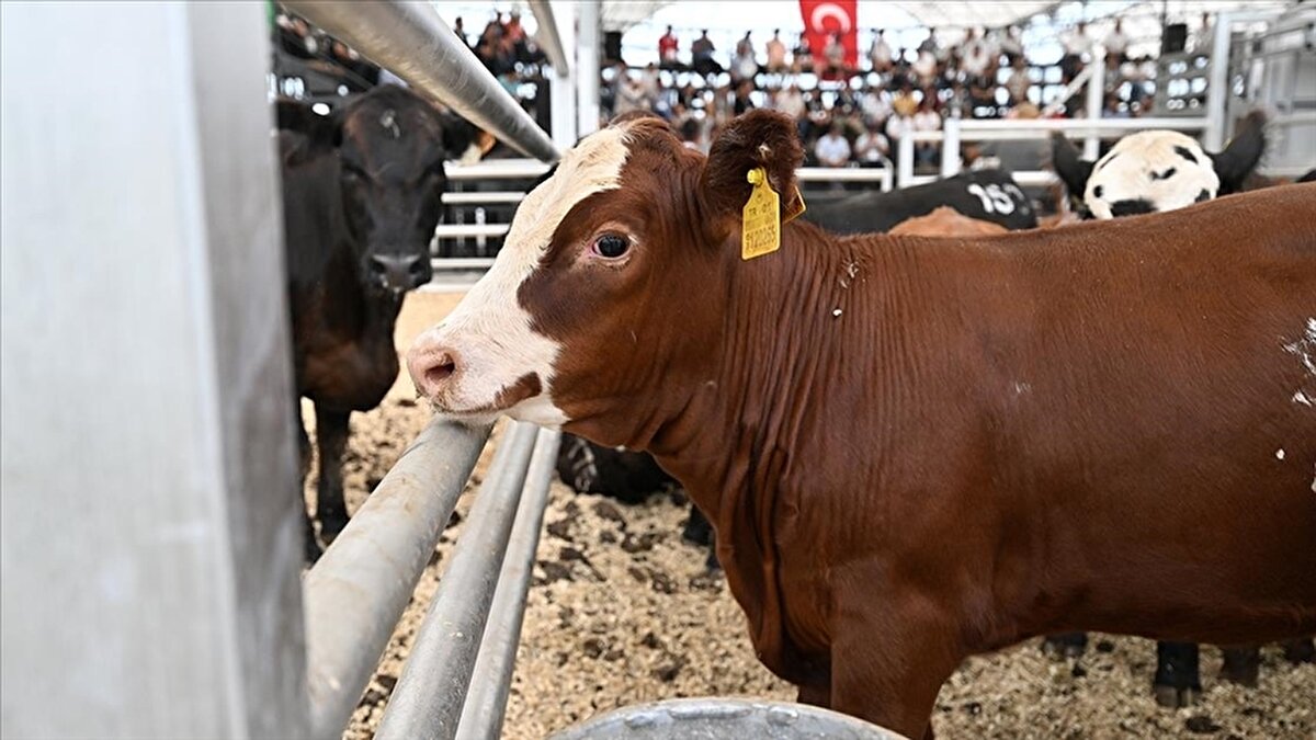 "İnsanda 6-12 ay içerisinde ölüm görülür"<br><br>Deli dana hastalığının tedavisinin mümkün olmadığını da dile getiren veteriner hekim Ayhan Güneş, sözlerini şöyle tammaladı:<br>"Hayvanların tedavisi de mümkün değil, kesiliyor veya o an ani bir şekilde ölüyor. Özellikle insanda deli dana hastalığı tespit edilemiyor, semptomlar görülmeden. Ancak semptomları görülmeye başladığı zaman titreme, kaslarda istemsiz hareketler gibi belirtilerden sonra iş işten geçmiş oluyor. İnsanda 6-12 ay içerisinde ölüm görülür."