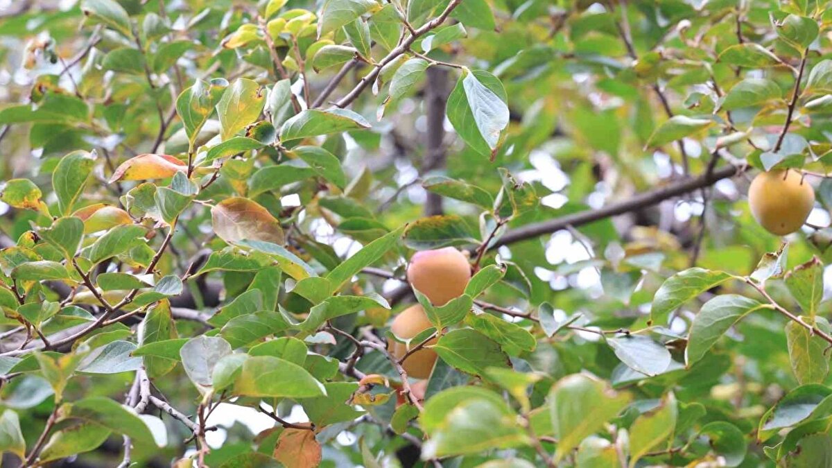10 yıldır bunun verimini aldıklarını aktaran Çiftçi, "Köy, sıcaktır. Bizde olur mu olmaz mı diyerek denedik, oldu. Etrafımız komple dağdır. İleride Karakaya Barajı var. Önümüzde Fırat var. Alabalıkta yetişiyor. Herkes kendine göre bir şey ekiyor. Şu an satılacak bir şey yok. Sadece nar var. Köylünün geçim kaynağı olması için ileride yetiştireceğiz" dedi.<br>Çiftçi Cuma Demirok, bahçesinde cennet hurması, portakal, mandalina, limon yetiştiğini kaydetti. Ceviz, fıstık, fındık, erik, kayısı, nar gibi ürünlerin de yetiştiğini aktaran Demirok, "Bahçede portakal, limon diktim. 10 yıldan beridir limonları yetiştirdim. 2 yıldır da bahçenin komplesine dikmeye başladım. Şu anda yiyeceğimiz kadar dikiyoruz. Ama ileride de satabiliriz. Şu anda Karadeniz bölgesinde yetişen fındık yetişiyor. Akdeniz bölgesinde yetişen portakal, mandalina yetişiyor. Hepsi Diyarbakır’ın Çüngüş ilçesi Geçit köyünde yetişiyor" diye konuştu.