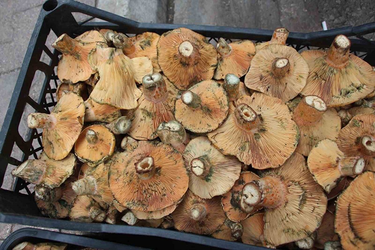 "Kilosu 350-450 TL"<br>Ormandan mantar toplayıp ilçe meydanında satan Osman Günay, "Mantarları ormandan kendimiz topluyoruz. Bazı bölgelerde Kanlıca mantarı diyorlar. Bizim bölgede Çıntar da diyorlar. Ekmek parası çıkarıyoruz. Toplayıp gelip satıyoruz. Bugün için 350 ile 450 TL arasında satılıyor" dedi. Bir başka mantar satıcısı İlkay Öncel ise; "Kumluca’nın yerel bir yetişen mantarı bu. Ormanlarda çıkıyor. Kendi haline büyüyor. Çok doğal çok lezzetli bir yiyeceğimiz. Kavurması olur. Kızartması olur. Kebabı olur. Her türlü yemeği olur. 350 TL kilosu" dedi.