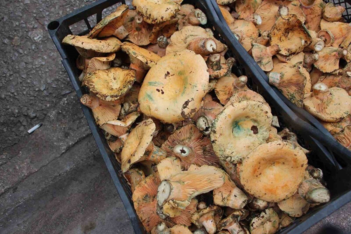 "Şimşek çakıp, gök gürlediğinde kendiliğinden çıkıyor"<br>Aslı Uysal; "İlçeye bağlı Karacaören, Yenikışla köylerinden bu mantarları topluyoruz. Çam mantarı bunlar. Çam ağaçlarının dibindeki porların (küflenmiş çürümüş çam yaprakları) altında yetişiyor. Yağmur yağınca şimşek ve göl gürültüsüyle çıkıyor. En doğal etten daha lezzetli. Senede bir kere çıkıyor. Gelip almanızı tavsiye ederim. En azından bir tadına bakın memnun kalırsınız. Yağmurlu havalarda elbette çıkıyor. Ama gök gürültüsü ve şimşekte daha güzel çıkıyor. Yetişiyor" dedi.