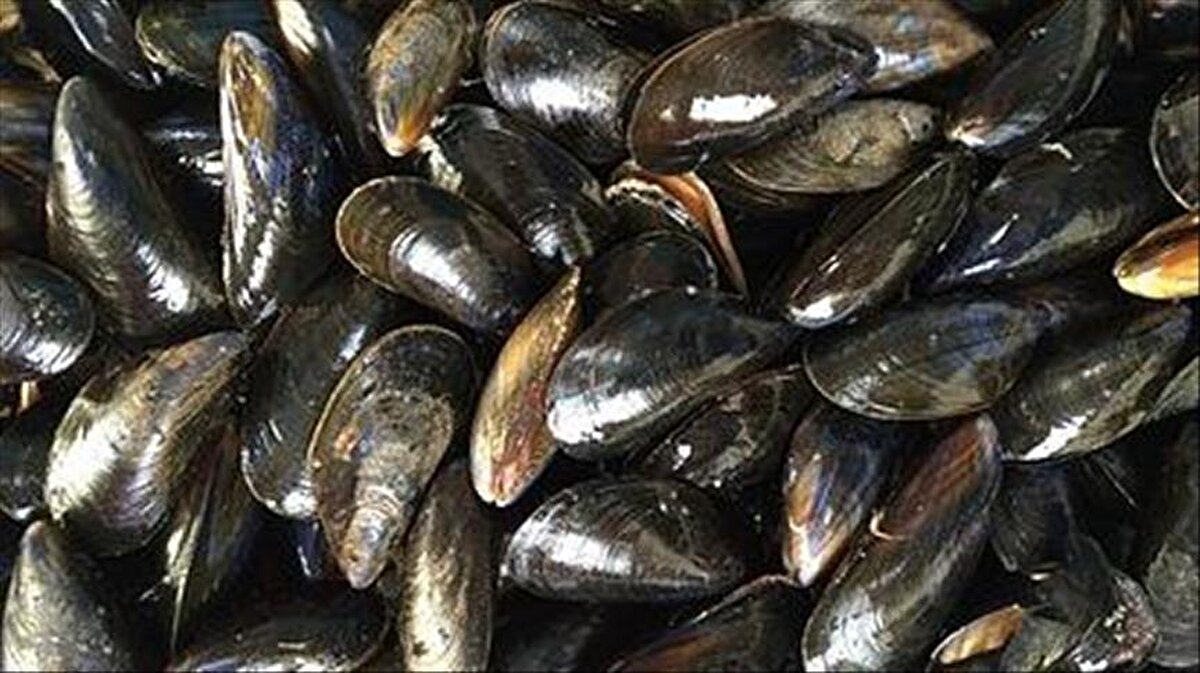 Olayın “gıda kaynaklı zehirlenme” olabileceği değerlendirilirken, özellikle açıkta satılan midye, kumpir ve işlenmiş et ürünlerinin riskleri yeniden gündeme oturdu. Uzmanlar, “Açıkta görürseniz almayın” uyarısını yinelerken, bu tür sokak lezzetlerinin neden tehlikeli olabileceğine ilişkin dikkat çekici açıklamalar yaptı.