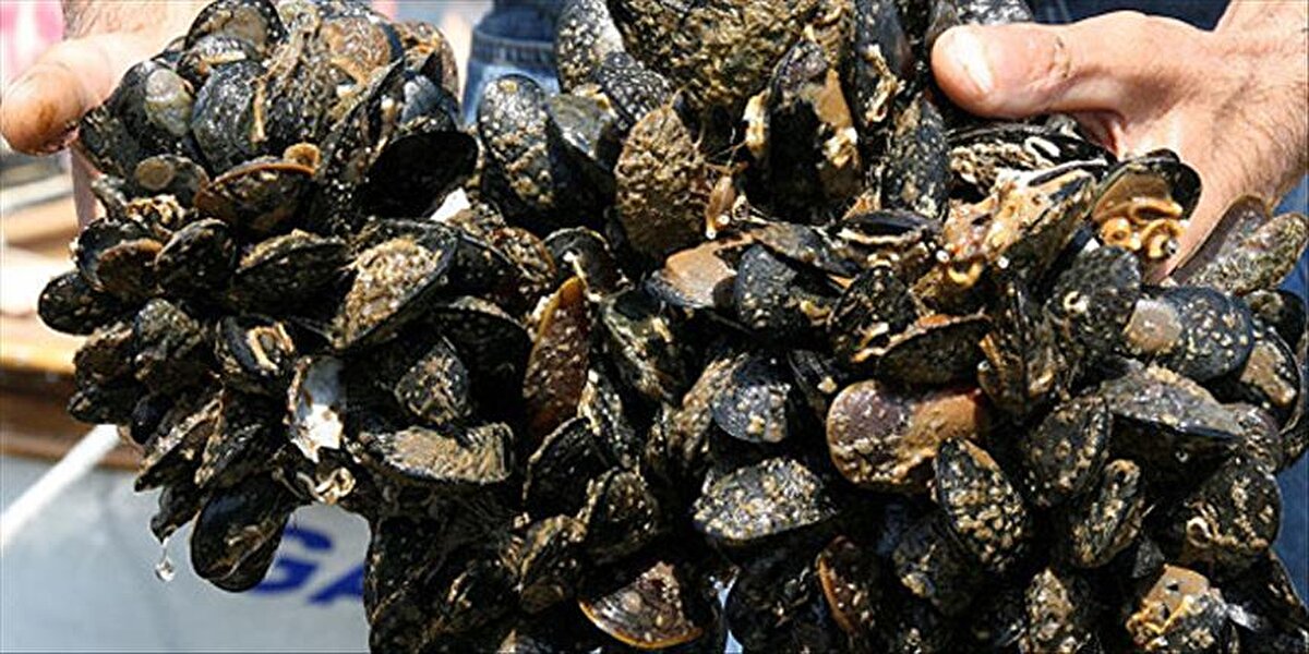 Kumpirde Tehlikeyi Artıran Unsurlar<br>Patates bazlı bir yiyecek olmasına rağmen kumpir, eklenen malzemeler nedeniyle yüksek risk taşıyabiliyor. Mayonez, peynir, yoğurt, soslar ve salata malzemeleri sıcak havada hızla bozulabiliyor. Ayrıca satıcının hijyen standartlarına uymaması, ekipmanların yeterince temizlenmemesi ve pişmiş patateslerin uzun süre sıcakta bekletilmesi bakteriyel çoğalmayı artırıyor.