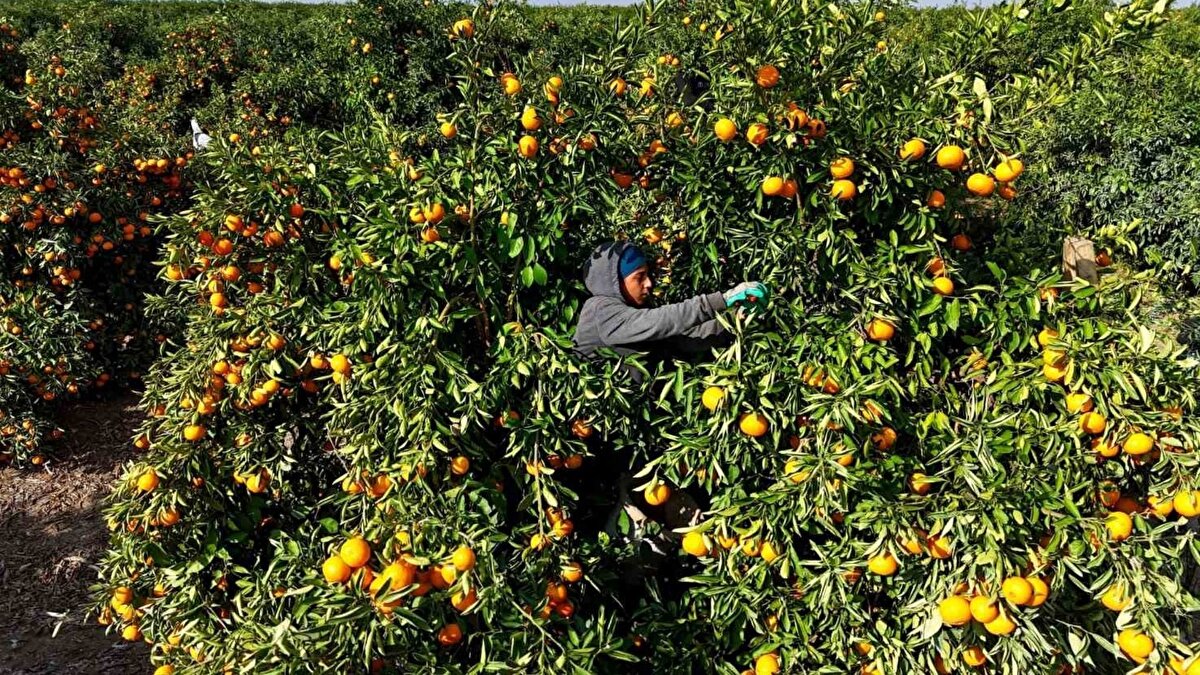 Türkiye narenciye üretiminin yüzde 40’ını karşılayan Adana’da kent genelinde yaklaşık 383 bin dönüm alanda ekilen mandalinada hasat Eylül ayının sonunda başladı. Bu sene Çukurova’da birçok ürün zirai dondan etkilenirken okitsu, mihowase, early ve primasol cinsi erkenci mandalinalar zirai dondan zarar görmedi. Dönümüne ortalama 4 ile 6 ton arasında verim alınan mandalina, ilk hasat edildiği haftalarda kilosu bahçede kalitesine göre 8 ile 15 lira arasında alıcı buldu. Ancak tarım aracılarının 9 günlük yevmiye grevi sırasında mandalinalar dalında kaldı ve erkenci cins birçok mandalina zarar gördü. İşçilerin grevi bittikten sonra ise portakal hasadının da başlaması, mandalinada rekolte fazlalığı nedeniyle ürün dalında kaldı. Mandalinanın bahçede kilosu 3 ile 5 liraya kadar geriledi. Öte yandan Rusya başta olmak üzere birçok Avrupa ülkesine ihraç edilen Adana mandalinası, dalında zarar görünce ihraç da edilemedi.<br>