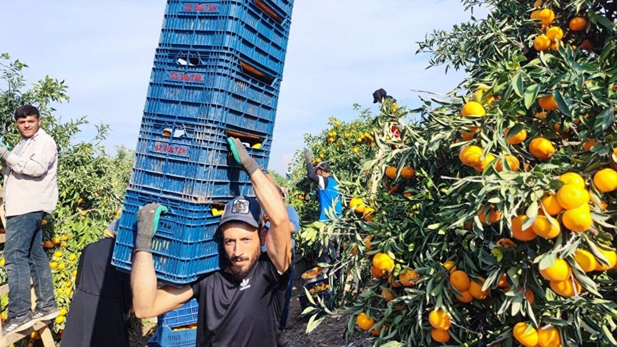 "Mandalinalar şu anda 3-5 liradan alıcı buluyor"<br><br>Konuyla ilgili İhlas Haber Ajansı’na konuşan Yüreğir Ziraat Odası Başkanı Mehmet Akın Doğan, "9 gün işçiler işe çıkmayınca meyve gecikti. Bu meyvenin bu zamana kalmaması lazımdı. Mandalinalar şu anda raf ömrünü kaybetti ve dış piyasaya gidemiyor, iç piyasada tüketiliyor. Sadece iyi olanlar yurt dışına gönderiliyor. İlk hasatta kilogram fiyatı 15 liraya kadar yükselen mandalinalar şu anda 3-5 liradan alıcı buluyor" ifadelerini kullandı.