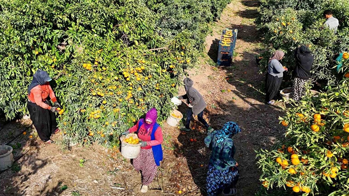 Çiftçinin tek para kazanacağı ve zirai dondan etkilenmeyen ürünün mandalina olduğuna dikkat çeken Doğan, "Zirai dondan tek mandalina etkilenmedi ve soğuk nedeniyle bazı cinslerde verim daha çok arttı. Kesimler eğer zamanında yapılsaydı bu meyveler ağaçta kalmayacaktı. Ekim ayının sonunda hasadı bitmesi gereken mandalinada hasat, Kasım ayının ortasına gelmemize rağmen devam ediyor" dedi.