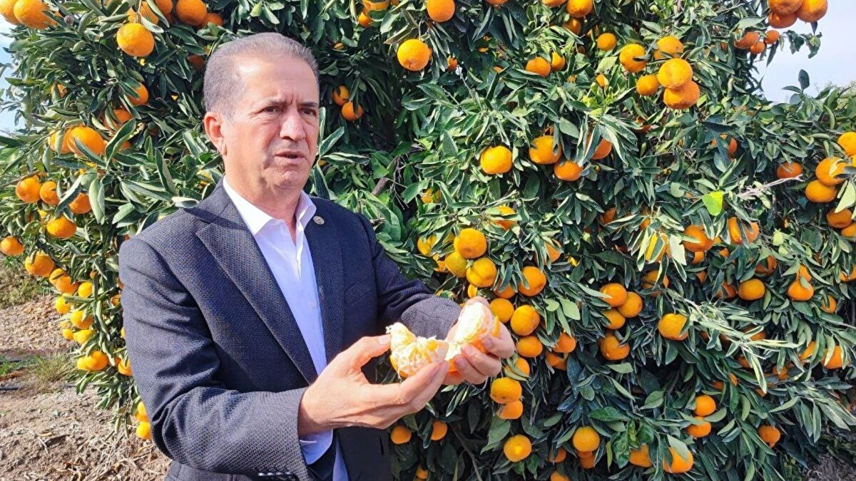 "Yüzde 10-20 ürün ağaçta kalacak"<br><br>Hatay ve Adana’da mandalinaların dalında kalacağını belirten Doğan, "Mandalina verimi çok olduğu için Hatay ve Adana’da yüzde 10-20 ürün ağaçta kalacak. Zamanında kesilseydi bu meyveler ağaçta kalmayacaktı. Hem milli ekonomiye, hem de çiftçimize zarar oldu" diye konuştu.