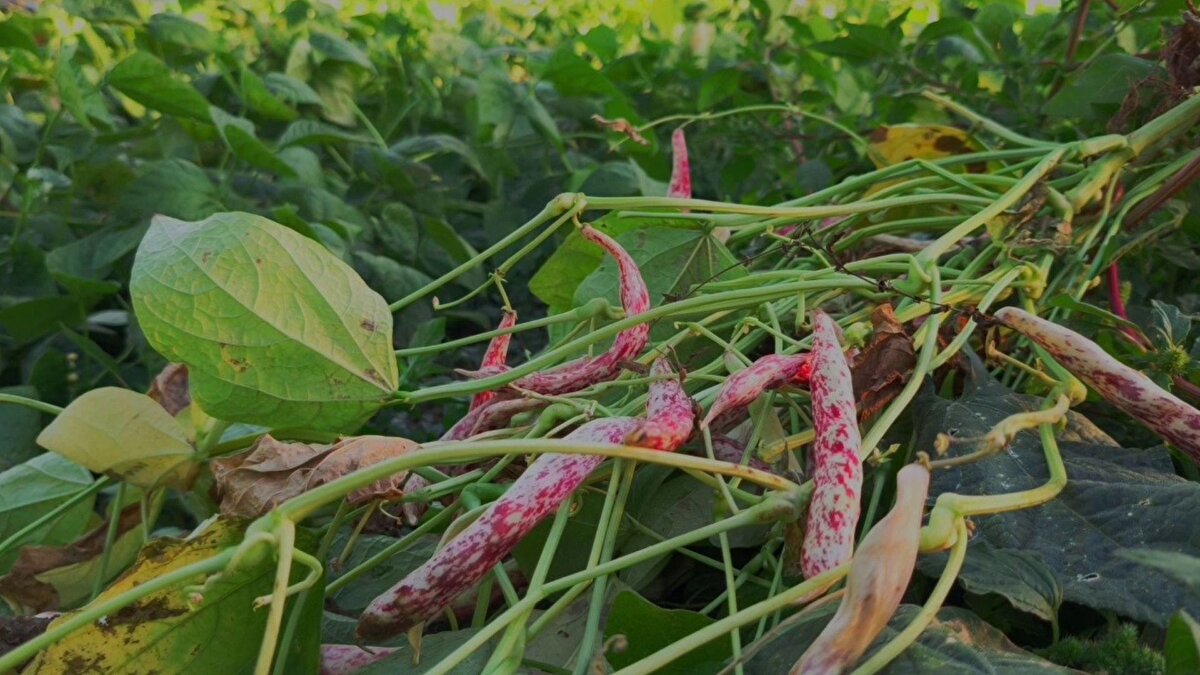 Tamamen doğal yöntemlerle yetiştirilen İspir fasulyesi, coğrafi işaret tesciline sahip. Bu sayede hem kalite hem de lezzet açısından rakipsiz konumda. Türkiye’deki üretim merkezlerinden biri olan Erzurum, İspir fasulyesinin kalitesini koruyarak hem yurtiçi hem de yurtdışı pazarlarda talep görmesini sağlıyor.