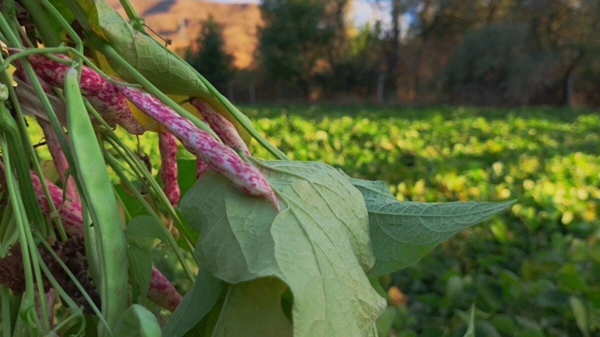 Erzurum’un İspir ilçesinde yetiştirilen İspir fasulyesi, artık sadece Türkiye’de değil, uluslararası mutfaklarda da ön plana çıkıyor. Kolay pişmesi, kendine has aroması ve eşsiz lezzeti ile gastronomi dünyasının favorisi haline geldi. Ünlü şeflerin menülerinde sıkça tercih edilen İspir fasulyesi, özgün tadıyla fark yaratıyor.