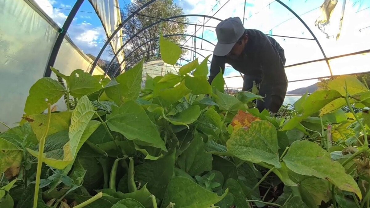 Ekonomiye büyük katkı<br><br>Tamamen doğal yöntemlerle üretilen ve coğrafi işaret tesciline sahip İspir fasulyesi, hem kalite hem de lezzet bakımından rakip tanımıyor. Her yıl yüzlerce ton üretimi yapılan İspir fasulyesi, kilosu 350 ile 500 lira arasında alıcı buluyor. Birçok ulusal ve uluslararası yemek programında tanıtılan İspir fasulyesi, Erzurum’un tarımsal zenginliğini dünyaya tanıtarak bölge ekonomisine de önemli katkı sağlıyor.<br>Erzurumluların "beyaz altını" olarak nitelendirdiği İspir fasulyesi, doğallığıyla olduğu kadar Erzurum’un bereketli topraklarının da simgesi haline geldi.