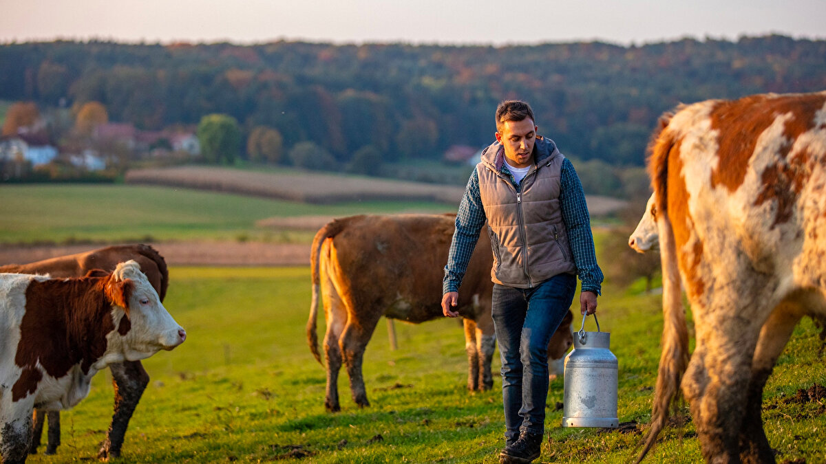 Sarhoş inek sahipliği <br><br>İskoçya'da hayvanların bakımı ve güvenliği için inek sahiplerinin sarhoş olması yasaklanmıştır