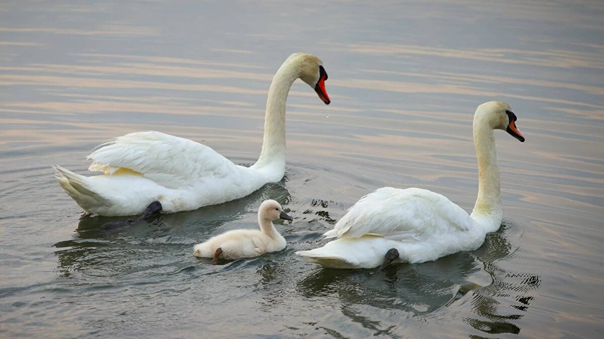 Kuğu öldürme yasağı<br><br>Ülkedeki tüm kuğular Kraliçe'ye ait kabul edildiğinden öldürülmeleri suçtur