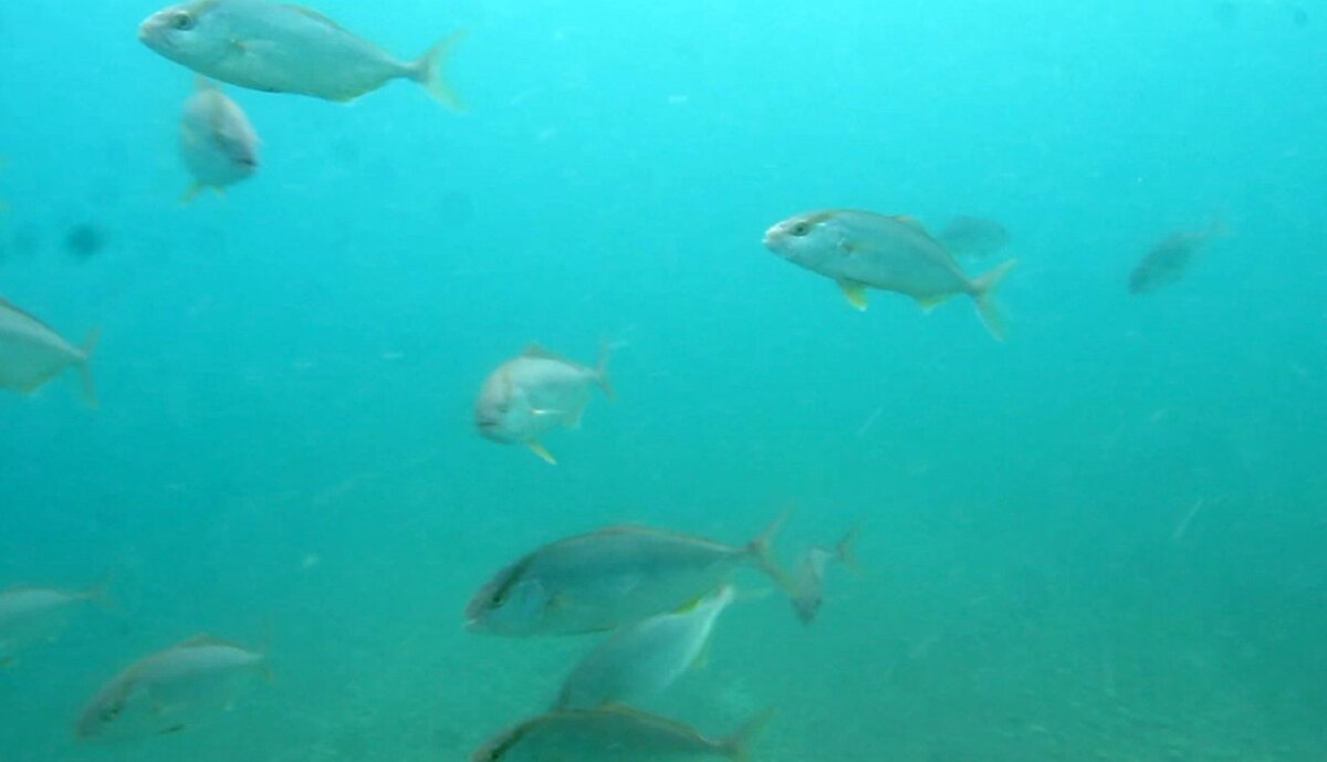 Konyaaltı Sahili’nde yapılan dalışlarda sigara izmaritlerinin su altında açılarak beyaz örtü şeklinde denizin tabanını kapladığı görüldü. İlk yağışlarla birlikte kentteki çöplerin yeniden körfeze taşındığını belirten uzmanlar, plastik ve atık kirliliğinin hızla büyüdüğünü söyleyerek toplumun çevre konusunda acilen bilinçlenmesi gerektiğini vurguluyor.