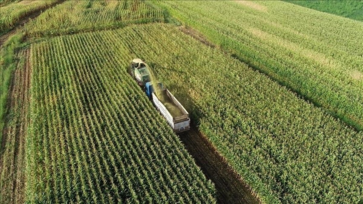Tohum ve ürün bazlı destekler<br>Sertifikalı tohum üretimine 5 milyon 593 bin 977 liralık ödeme yapılacağı duyuruldu. Hububat, baklagil ve dane mısır üreticileri için ayrılan destek tutarı ise 805 bin 149 lira olarak aktarıldı. Ayrıca dane zeytin üreticilerine 456 bin 225 liralık ilave ödeme yapılacak. Bakanlık, bu desteklerin tarımsal üretimde kalite ve sürdürülebilirliği artıracağı görüşünde.