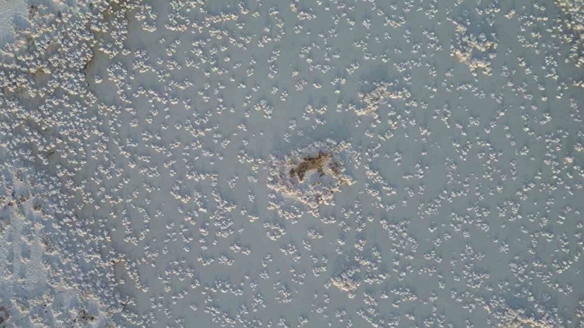 Tuz Gölü, Türkiye’nin en dikkat çekici doğal alanlarından biri olarak öne çıkıyor. Son dönemde göldeki su seviyesinin azalmasıyla yüzeyde beliren tuz kütleleri, mantar ve papatya şekillerine benzer yapılarıyla görenleri etkiliyor. Bu doğal oluşumlar, hem yerli hem yabancı turistlerin ilgisini çekiyor.