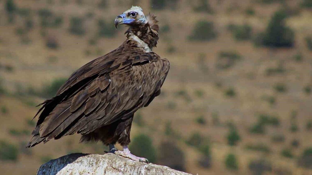 Ekosistem için kritik öneme sahipler<br><br>Doğasever Mehmet Ali Altunay, akbabaların sadece leşi temizlemekle kalmadığını, dışkılarında bakteri taşımadığını ve ekosistemi koruduğunu belirtiyor. “Bu türler, Avrupa’da da nesli tehlike altında olan canlılar. Düzenli besleme ve gözlem çalışmaları, hem türlerin korunmasına hem de yaban hayatının tanıtılmasına katkı sağlıyor” diyor.<br><br>Doğal bir temizlik zinciri<br><br>Altunay, akbabaların beslenme zincirinin hiyerarşik şekilde işlediğini ifade ediyor: “Kuzgun ilk olarak leşi tespit eder ve güvenli olduğuna karar verir. Kara akbaba deriyi açar, kızıl akbaba iç organları yer, küçük akbaba artıkları temizler ve son olarak sakallı akbaba kemikleri tüketir. Leşten geriye hiçbir şey kalmaz; doğanın kendi temizlik mekanizması işte böyle çalışıyor.”<br><br>Sorkun köyü, hem nadir kuş türlerini gözlemlemek hem de doğanın bu benzersiz döngüsünü fotoğraflamak isteyenler için Türkiye’de önemli bir ekoturizm merkezi konumunda.