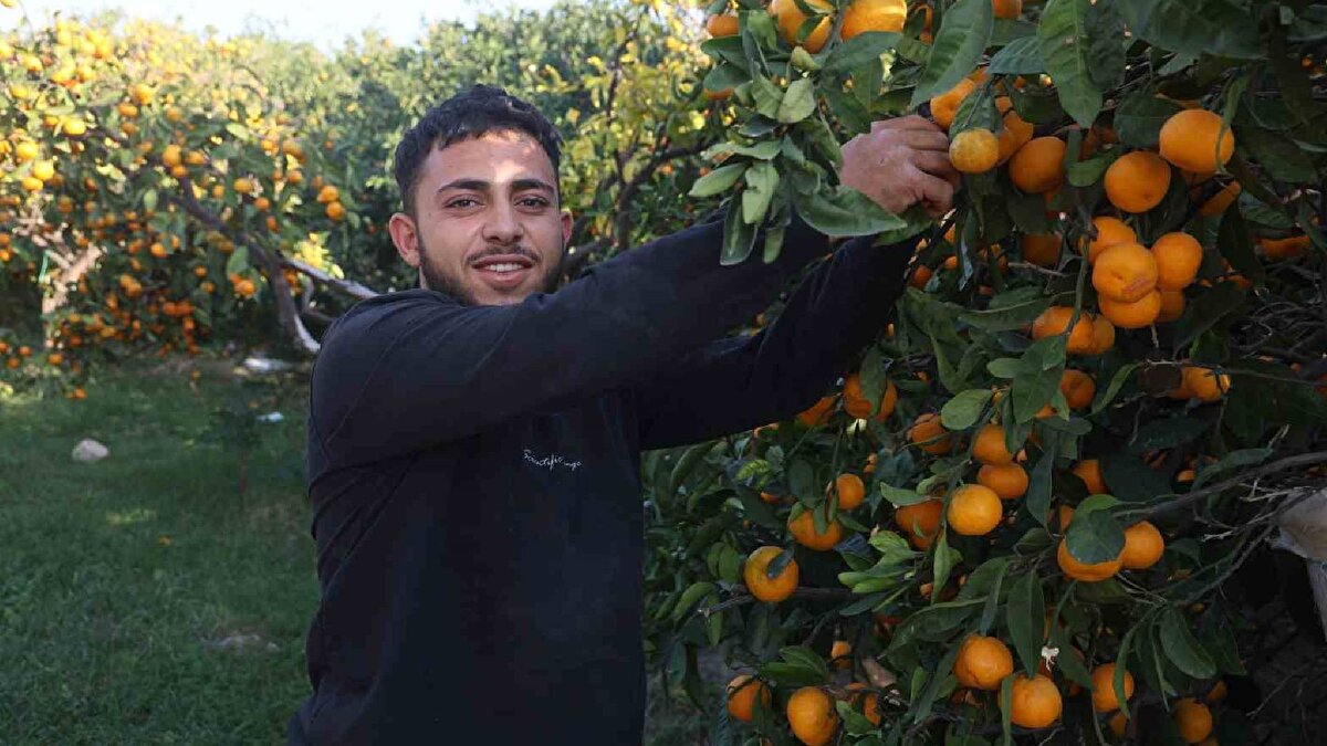 Adeta dalları kırılırcasına bereketli olan mandalina da fiyatta tarlada 2 TL’ye kadar geriledi. Hatay halinden 5 TL’ye çıkan mandalinası elinde kalan üreticiler, tonlarca ürünü Samandağ ilçe merkezinde vatandaşlara ücretsiz dağıttılar.
