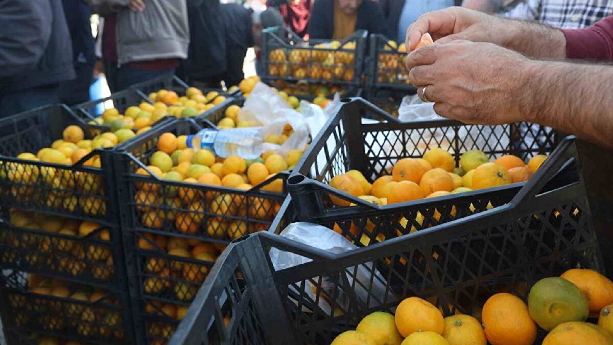 Açıklamalarda bulunan Samandağ Ziraat Odası Başkanı Selim Kamacı, "Türkiye’nin batı tarafından bir don olayı yaşandı. Samandağ’da birkaç defa yaşadık ama bu yıl don bizi teğet geçti. Biz oda olarak bütün çiftçilere ülke ekonomisine katkı sağlamak adına harekete geçtik. Karşı tarafta don olmuş ve verim düştü. Biz de çiftçilerimize mandalinaya bakmasını ve önümüzdeki süreçte fiyat edebileceğini anlattık. Çabalar gösterdiğimizde şu anda hem rekolte hem de kalite anlamında güzel mandalina oluşturduk ama hasat edilmesi gereken mandalina, çok fazla talep görmüyor" dedi.