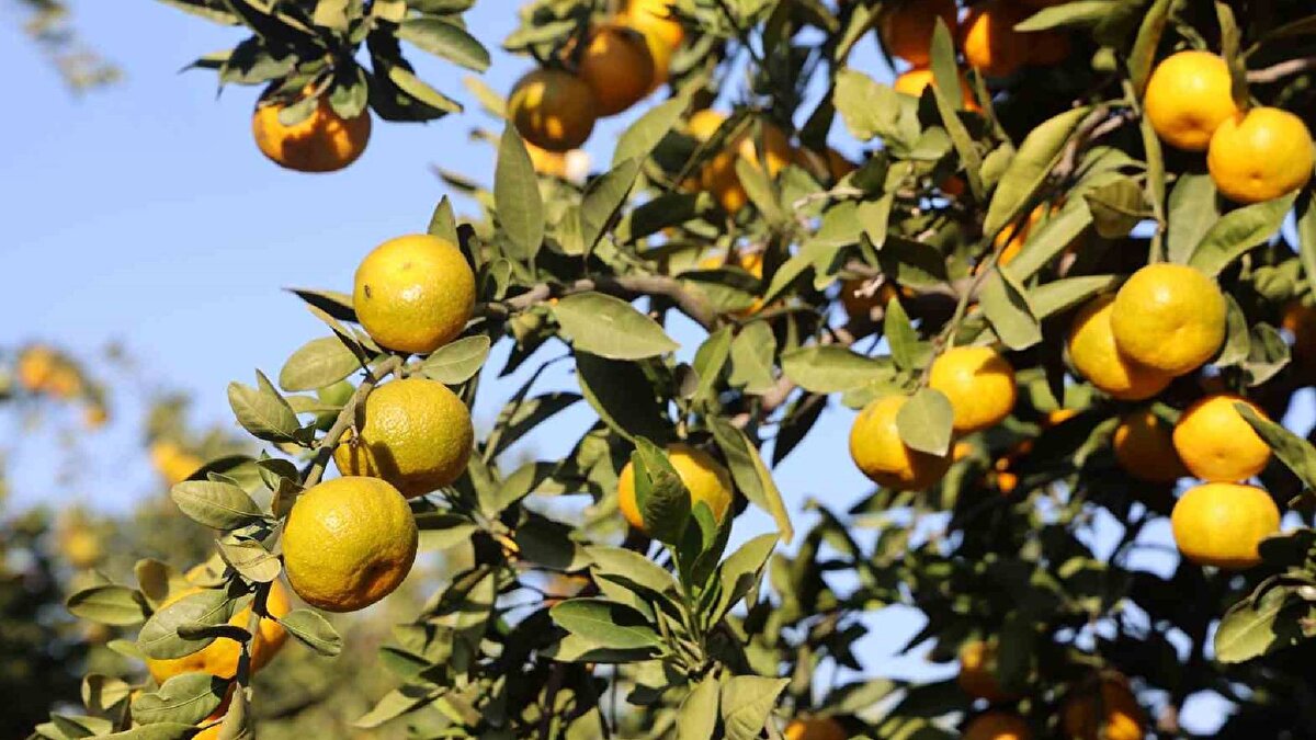 Bahçe ve market fiyatları arasında makas olduğunu anlatan Kamacı, "Bahçede mandalina 2 ila 4 TL arasından satılırken nakliye gibi bahaneler üreterek marketlerde 30 TL satılıyor" diye konuştu.