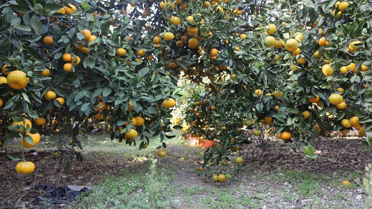 Türkiye’nin en verimli topraklarının yer aldığı Hatay’da bu yıl mandalina bereketi yaşanıyor. 