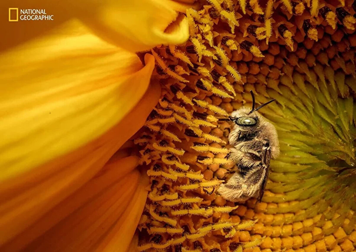 Arıların kısa molası ve ekosistemdeki rolü<br>Fotoğrafçı Karine Aigner’in çalışmasında ise gün boyunca bitkileri tozlaştıran bir ayçiçeği arısı, yaprakların üzerinde kısa bir dinlenme anında yakalanıyor. Bu görüntü, küçük türlerin doğadaki büyük rolünü hatırlatıyor.