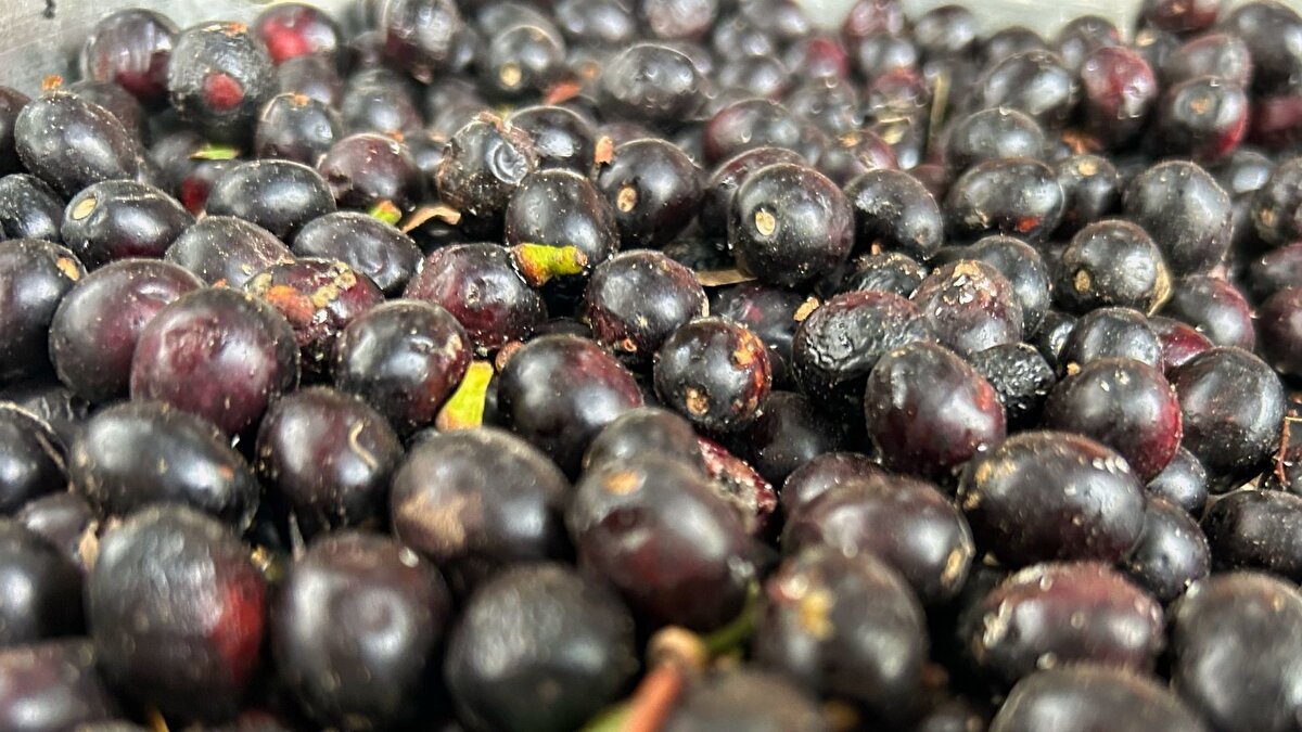 Bölgede toplanan defne tohumları, geleneksel yöntemlerle kaynatılarak yağa dönüştürülüyor. Üreticiler, geçen yıl 400 TL olan litrelik fiyatın bu sezon bin liraya yükseldiğini belirtiyor. Kuraklığın defne ağaçlarını olumsuz etkilemesi, üretim miktarının büyük oranda düşmesine yol açmış durumda. Buna rağmen defne yağı, bölge halkı için hâlâ ekonomik bir destek niteliği taşıyor.
