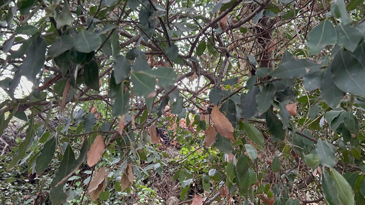 Doğal antiseptik olarak görülüyor<br><br>Defne yağı bölge halkı tarafından uzun yıllardır hem temizlik hem de şifa amacıyla kullanılıyor. Kas ve eklem ağrılarına iyi geldiğine inanılan yağ, saç derisini beslediği ve kepek oluşumunu azalttığı için de tercih ediliyor. Sabun yapımında kullanılan defne yağı, hem koku hem de hijyen sağlaması nedeniyle özellikle yerel üretimde önemli bir yere sahip.