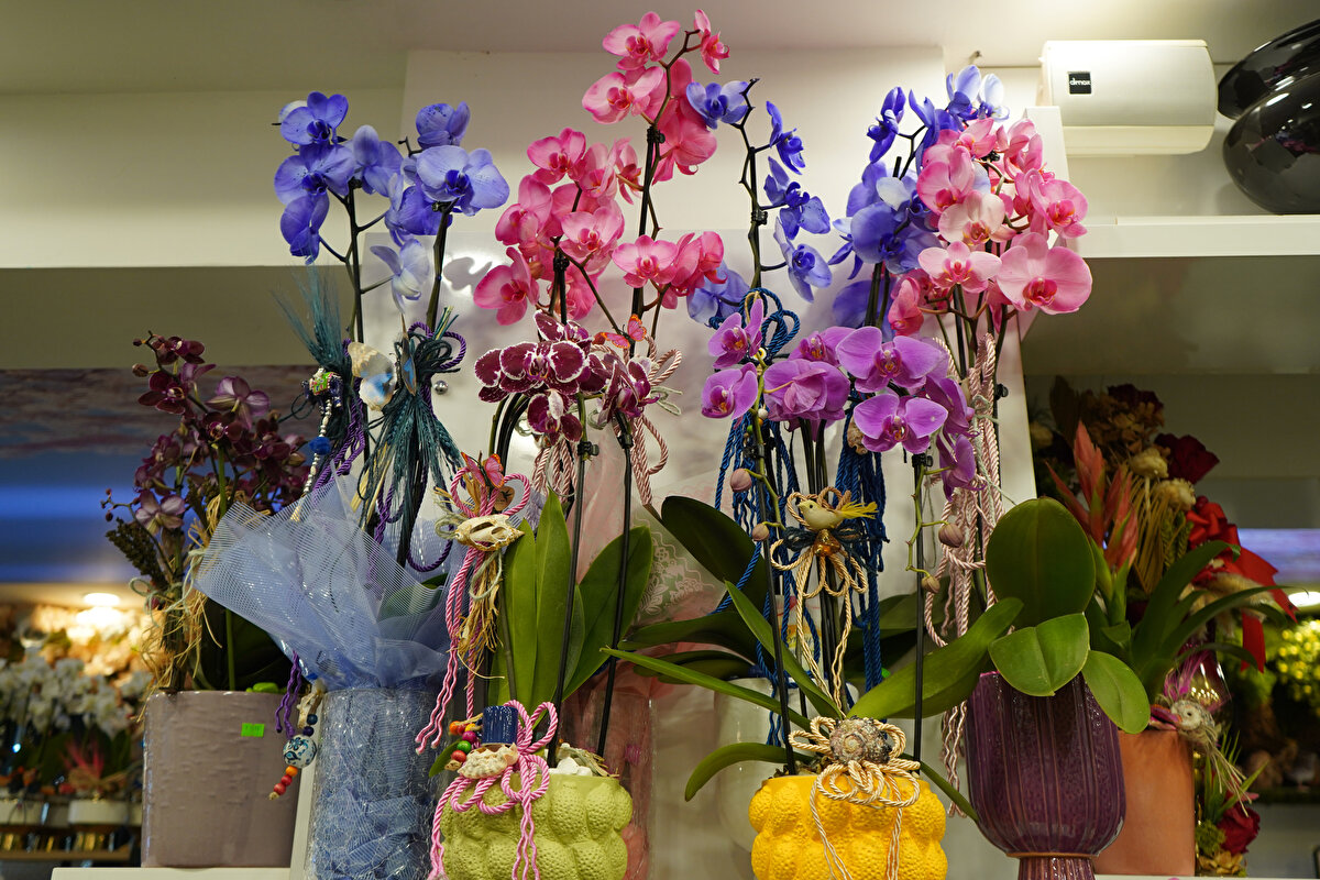 Öğretmenlik yapan eşlerine çiçek almak isteyenlerin ise çoğunlukla kırmızı ve farklı renk tonlarındaki gülleri tercih ettiğini belirten Bakaç, fiyatların geçen seneyle aynı seviyede, 1000 TL’den başladığını dile getirdi.