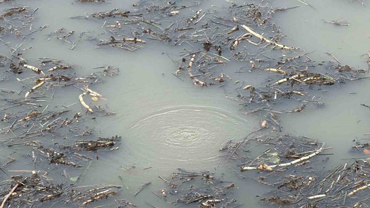 Düzce’deki Efteni Gölü, son günlerde ilginç bir doğal olaya sahne oldu. Gölde dipten yüzeye çıkan kabarcıklar, vatandaşların ve turistik bölgede bulunan ziyaretçilerin dikkatini çekti.
