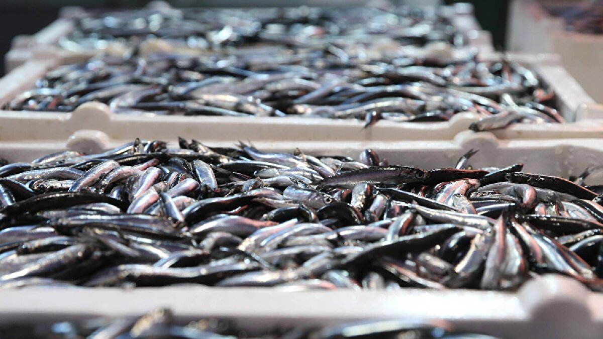 Sezon başında kilogramı 150 liradan satılan hamsi, yoğun avlanma sayesinde zaman zaman 3 kilogramı 100 liraya kadar düştü. Bugünlerde ise hamsinin kilosu 50 TL’den alıcı buluyor. Özellikle Trabzon, Rize ve Artvin açıkları, bölge dışından gelen teknelerin de katılımıyla yoğun bir avcılığa sahne oluyor.