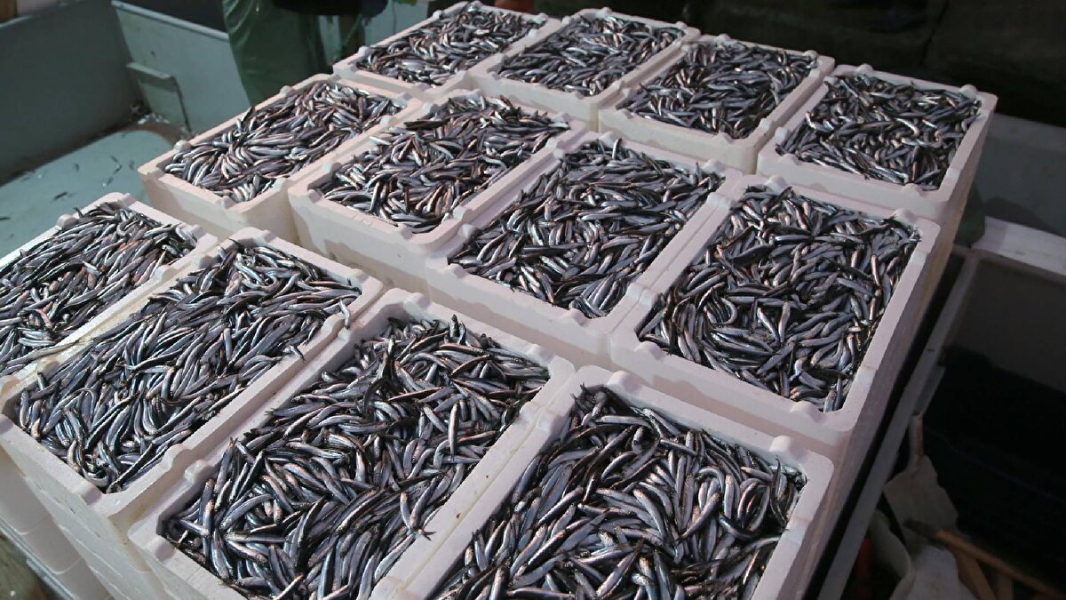 “Trabzon’da 1 Eylül’den bu yana 8 bin ton hamsi avlandı”<br><br>Trabzon Tarım ve Orman Müdürü İsa Kaplan, AA’ya yaptığı açıklamada sezonun son yılların en bereketlilerinden biri olduğunu söyledi:<br><br>“Av sezonunda hamsi avı ile bereketli sezon geçirildi. 1 Eylül'den bu yana Trabzon’da yaklaşık 8 bin ton hamsi avı gerçekleştirildi.”<br><br>Hamsinin göç hareketlerine dikkat çeken Kaplan, şu sıralar av yoğunluğunun Rize ve Artvin açıklarında toplandığını belirterek, farklı şehirlerden gelen teknelerin de bu bölgede avcılık yaptığını aktardı.