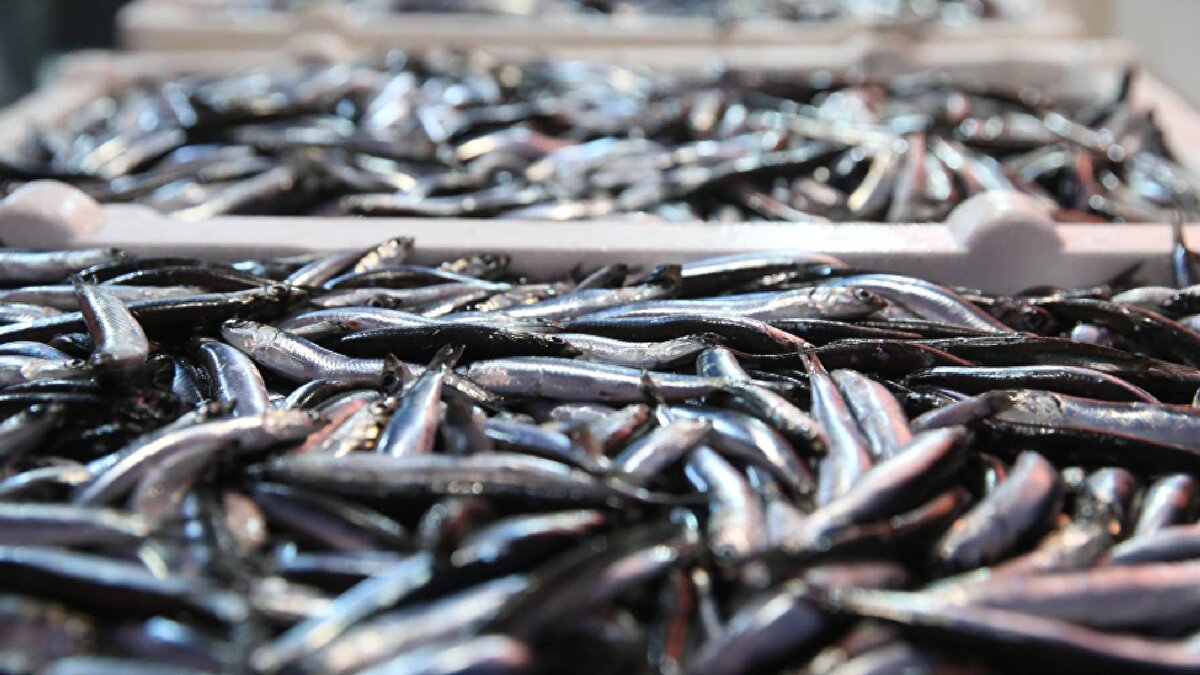 “Bu sezon hamsi çok iri, küçük boy hiç görmüyoruz”<br><br>Kaplan, bu yıl hamsinin boyutlarıyla da dikkat çektiğini vurguladı:<br><br>“Boyut olarak fark edilecek şekilde, bu sene hamsiler çok iri, bereketi de bundan. Yasal alt limit olan 9 santimetrenin üzerinde hatta 10 santimetre ve üzeri boyutta hamsi var. Bu oldukça sevindirici bir olay. Tuttuğumuz hamsiler, en azından bir kere üremiş ve çoğalmış. Denetimlerimizde küçük boyuttaki hamsi ile kesinlikle karşılaşmıyoruz.”