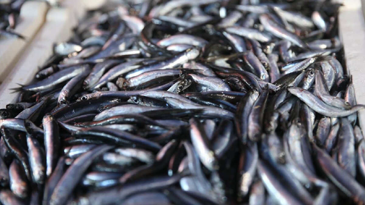 Rizeli balıkçı: “Son 4 yılın en bol hamsi sezonu”<br><br>Rize’de Fındıklı ve Pazar ilçeleri bu sezon hamsi avının en yoğun olduğu bölgeler arasında yer aldı. Çok sayıda balıkçı teknesinin toplandığı açıklar, adeta hamsi mesaisi verdi.<br><br>Balıkçı Abdülkadir Kır, sezonun bereketinden memnun olduklarını belirterek:<br><br>“Çok bereketli bir sezon geçti. Kayık başına 50 tona yakın hamsi avlayan oldu. Bence son 4 yılın en bol hamsi sezonu.” dedi.