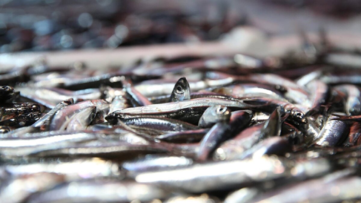 Artvin’de bir günde 540 ton hamsi avlandı<br><br>Artvin’in Hopa, Kemalpaşa ve Arhavi ilçeleri de yoğun hamsi avıyla sezonu hareketli geçiriyor.<br><br>Artvin Tarım ve Orman Müdürlüğü verilerine göre, 1 Eylül–23 Kasım arasında 2 bin 344 ton hamsi avlandı. Geçen sezon yalnızca 980 ton hamsi avlanan kentte bu yıl sadece 18 Kasım’da 540 ton hamsi karaya çıkarıldı.