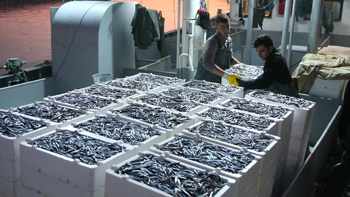 Ayrıca sezonda 12 ton palamut ve 20 ton istavrit de avlanarak satışa sunuldu.