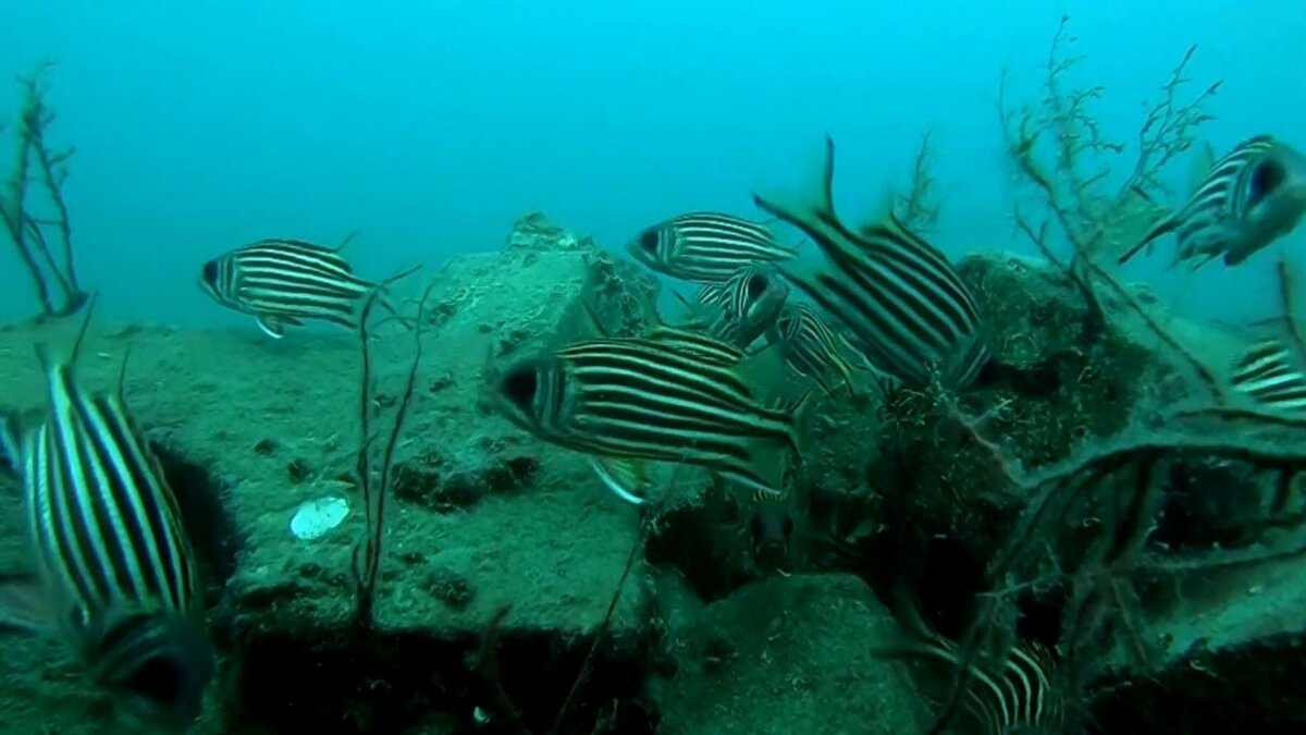 Doğal bir sığınak<br><br>Prof. Dr. Gökoğlu, oluşturulan yapay yapının farklı türler için güvenli bir alan sunduğunu vurgulayarak, resife müren, ahtapot ve lagos gibi türlerin yerleştiğini aktardı. Ayrıca bölgede aslan balıkları ve balon balıklarının da gözlemlendiğini belirten Gökoğlu, türlerin bölgede kendi aralarında çatışma yaşamadan uyum içinde davrandığını ifade etti. Bununla birlikte, lagosların aslan balıklarının bulunduğu noktaya girmediğini, bu durumun da muhtemelen diken ve zehir etkisinden kaynaklandığını söyledi.