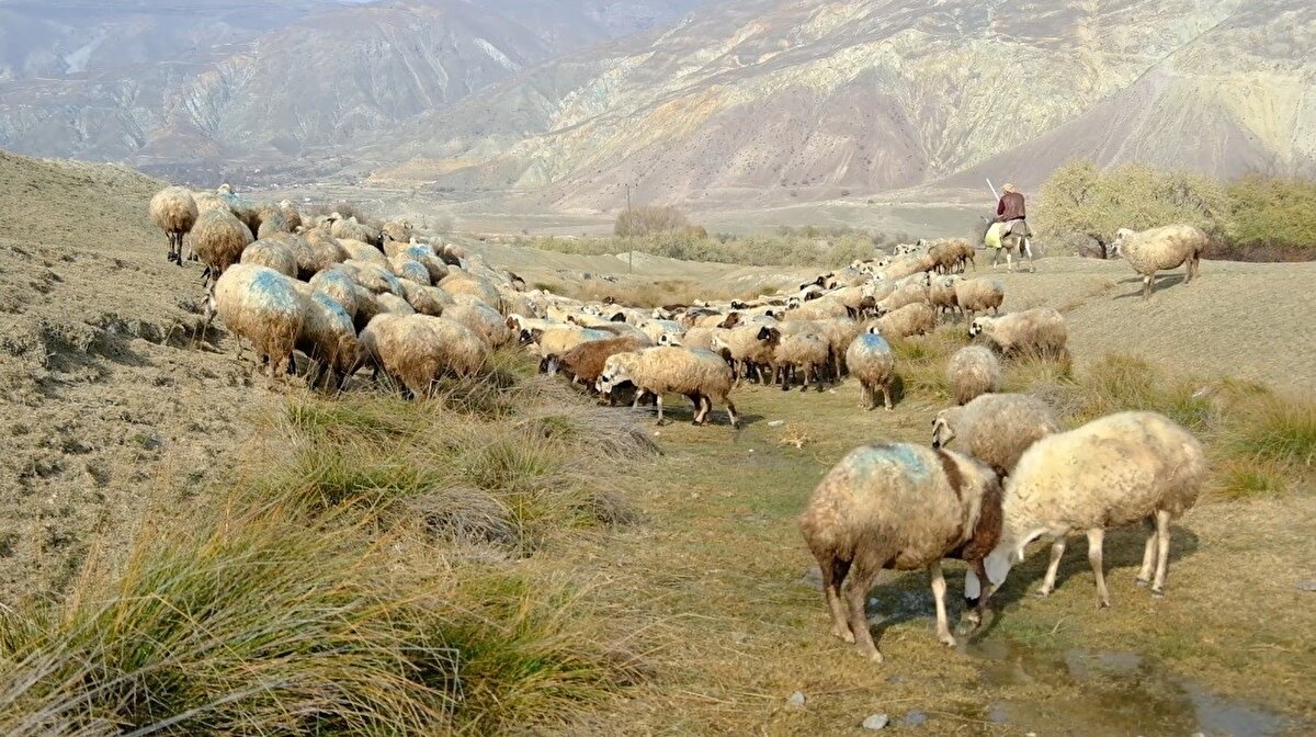 “Et fiyatları yükselecek, ithalat sadece geçici çözüm olur”<br><br>Doğru’ya göre fiyat artışı kaçınılmaz:<br><br>“Bu aylarda kesime gelecek hayvanlar çoktan kesildi. Şu anda arz düşük. Dünyada da fiyatlar tarihi seviyelerde. Türkiye’de de et fiyatlarının yükselmesi doğal. İthalat geçici bir pansuman olur, uzun vadede hayvancılığı daha da zayıflatır. Üreticinin üretimden vazgeçmemesi için fiyat baskısının bırakılması gerekiyor.”