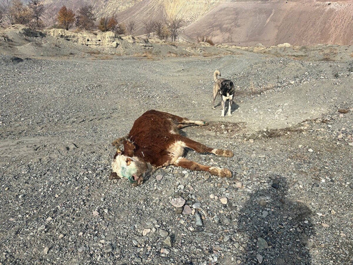 Türkiye’nin her bölgesini etkileyen şap hastalığı nedeniyle et ve süt veriminde ciddi düşüş yaşanıyor. TÜSEDAD Başkanı Müslüm Doğru, beside yüzde 30’a varan kayıpların sektörü derinden sarstığını, dana arzının azalmasıyla et fiyatlarında yeni bir yükseliş döneminin başladığını ifade ediyor. İthalatın ise sadece geçici çözüm olacağı belirtiliyor.