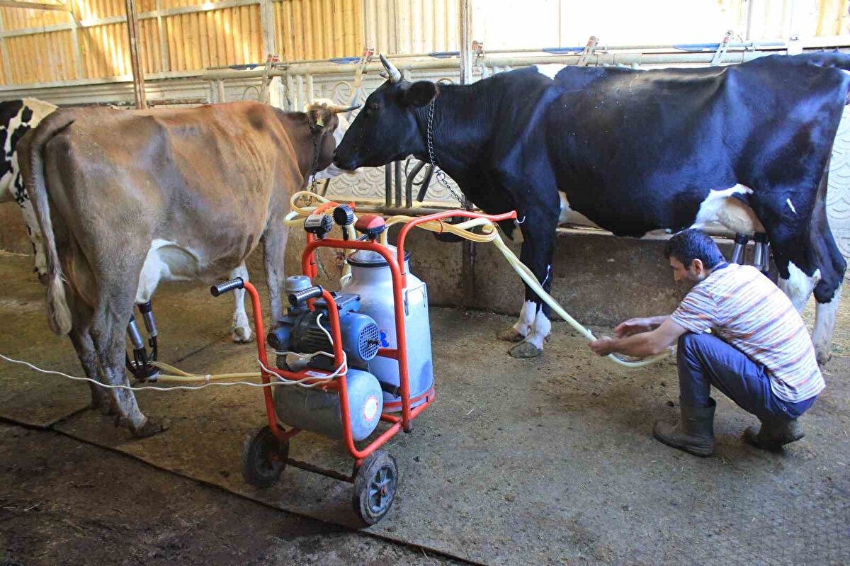 Türkiye’de hayvancılık sektörünü sarsan şap hastalığının etkileri giderek ağırlaşıyor. TÜSEDAD Başkanı Müslüm Doğru, hem et hem süt üretiminde ciddi kayıpların yaşandığını belirterek sektörün uzun süre bu tahribatı hissedeceğini söyledi. Doğru, kesime giden hayvan sayısındaki düşüş nedeniyle fiyatlarda yeni bir artış sürecinin yaklaştığını ifade etti.