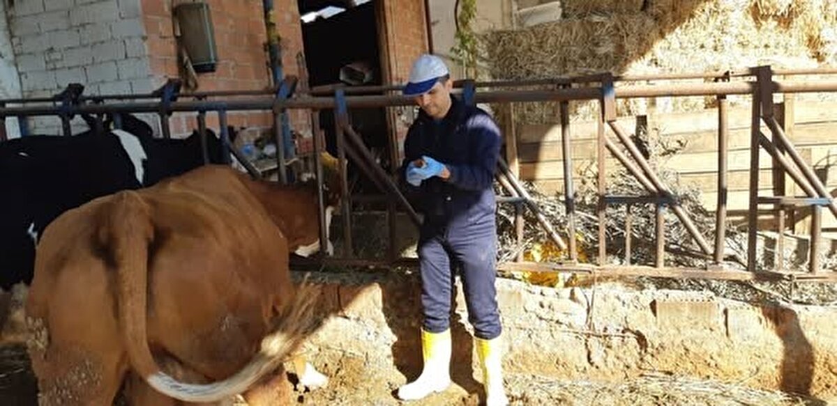 “Etkisi yıllar sürecek, deprem kadar ağır”<br><br>Doğru, şapın bazı çiftliklerde tam bir yıkıma yol açtığını belirterek hastalığın etkisini şöyle özetledi:<br><br>“Pandemiye benzetmek doğru ama aslında 6 Şubat depremi gibi bir etki bırakacak. Süt verimi düşüyor, döl verimi bozuluyor, hayvan gebe kalamıyor. Doğması gereken buzağılar doğmayacak. Sektör için zor yıllar bizi bekliyor.”