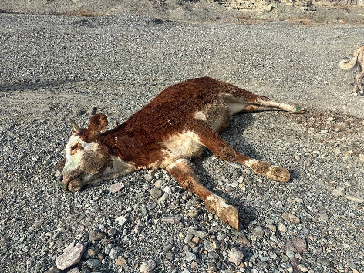 Beside yüzde 30, süt sığırında yüzde 15–20 kayıp<br><br>Şapın tüm Türkiye’yi etkilediğini vurgulayan Doğru, et piyasasındaki tabloyu şu sözlerle özetledi:<br><br>“Beside yüzde 30, süt sığırlarında 15–20 kayıp öngörüyoruz. Bir dönem arz yükselince fiyatlar sabitlendi ancak şimdi kesilecek hayvan kalmadı. Dana sıkıntısı başladı.”