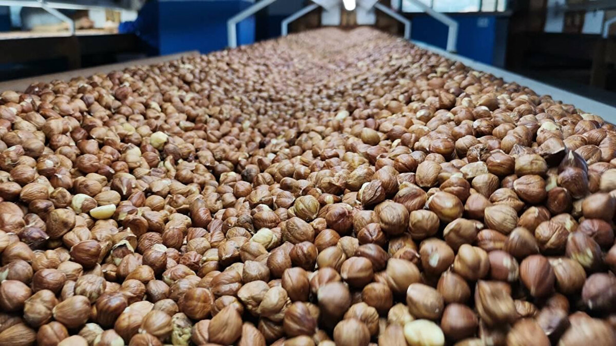 Fındık Fiyatları Ne Kadar? 2025 Fındık Fiyatları Güncel Listesi<br>Karadeniz Bölgesi'nde ekonominin can damarı olan fındık için Toprak Mahsulleri Ofisi (TMO) ve serbest piyasa rakamları yakından takip ediliyor. Özellikle arz-talep dengesi ve döviz kurlarındaki değişimler fiyatlara anlık olarak yansıyor.<br><br>Fındık fiyatları ne kadar? 2025 fındık fiyatları araştırması yapanlar için günün en yüksek işlem hacmi Ordu ve Giresun'da gerçekleşti. İşte 25 Kasım 2025 itibarıyla il il ve kalite bazında serbest piyasa fındık fiyatları: