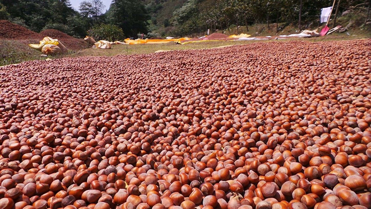 Fındık Fiyatlarında Sert Düşüşün Nedeni Ne?<br>2025 yılı fındık piyasası için oldukça volatil (oynak) bir yıl oldu. Yıla 127 TL bandında başlayan fiyatlar, Mart ayındaki don felaketi riskiyle 195 TL'ye kadar tırmanmıştı. Temmuz ayında zirveyi görerek 450 TL seviyelerini test eden piyasa, Ekim ayı itibarıyla yeniden düşüş trendine girdi.<br><br>Uzmanlar, son dönemdeki düşüşün ve fiyat dalgalanmalarının ana nedenlerini şu faktörlere bağlıyor:<br><br>INC Açıklaması: 11 Mayıs'ta yapılan "Dondan kayıplar sınırlı" açıklaması piyasa beklentisini düşürdü.<br><br>Arz-Talep Dengesi: Rekolte tahminlerinin realize olmasıyla birlikte alıcıların temkinli yaklaşması.<br><br>TMO Politikaları: TMO'nun alım stratejileri ve piyasaya müdahale şekli.<br><br>Üreticiler, fındık fiyatları ne kadar? 2025 fındık fiyatları tekrar yükselecek mi sorusuna yanıt ararken, uzmanlar piyasaların anlık takip edilmesi gerektiğini vurguluyor. Özellikle kış aylarına girerken ihracat rakamlarının fiyatlar üzerinde belirleyici olması bekleniyor.