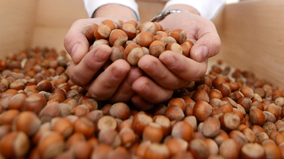 Kalite Bazında Güncel Fındık Fiyatları (25 Kasım 2025)<br>Serbest piyasada işlem gören fındık çeşitlerine göre ortalama fiyatlar şu şekildedir:<br><br>Giresun Kalite Fındık: 284,39 TL<br><br>Levant Kalite Fındık: 283,27 TL<br><br>Sivri Kalite Fındık: 281,63 TL